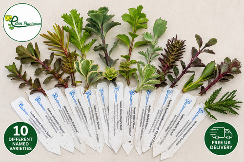 Sedum cuttings different - sedum, 10