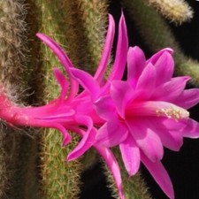Aporocactus flagelliformis  Disocactus flagelliformis Fresh Cutting UK Grown