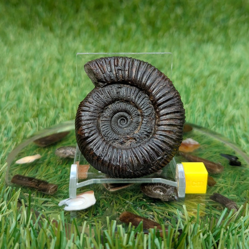 Dactylioceras ammonite whitby - ammonite,