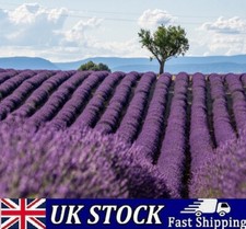 French Lavender Seeds -