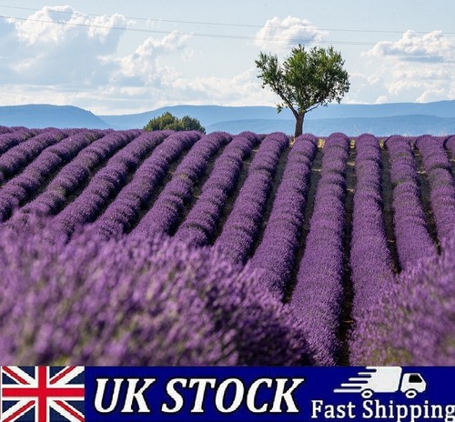 French lavender seeds - french,