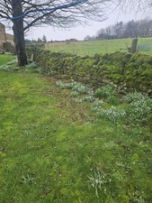 200 Snowdrop Bulbs In The