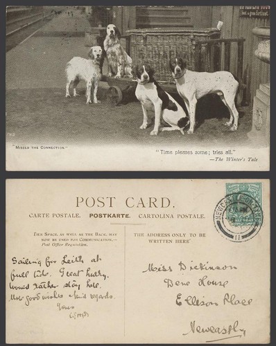 English setters pointers - english,