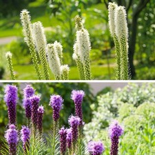 Liatris Summer Bulbs - Hardy