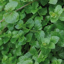 Hanging Mint 'Indian Mint' Medium Plug Plants x 4. Trailing tender herb.
