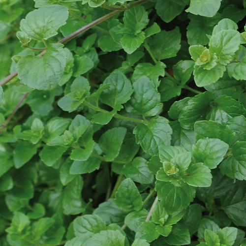 Hanging mint indian - mint, trailing
