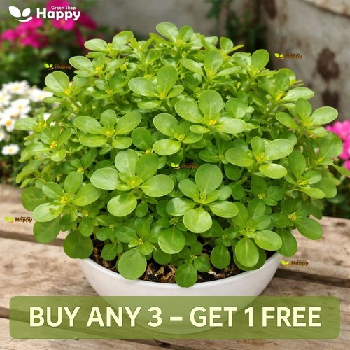 Herb green purslane 5500 - -,