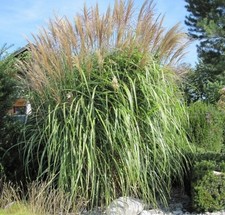 Giant Elephant grass!upto