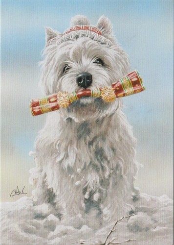Westie west highland terrier - westie,