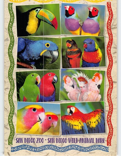 Postcard birds san - birds, diego