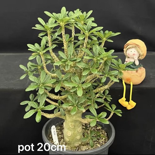 Livesucculent plant dorstenia - livesucculent,