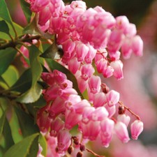 Pieris Hardy Shrub Flower