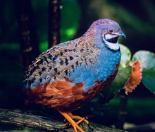 Exotic button quail - 12,