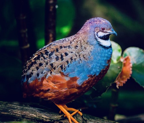 Exotic button quail - exotic,