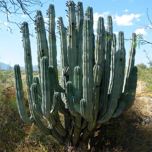 Pachycereus weberi 15 - –,