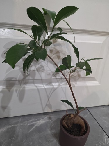 Ficus bonsai plant - ficus, pot