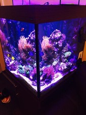 Rose Bubble tip Anemone Large