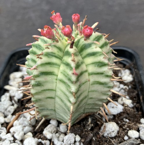 Euphorbia meloformis - euphorbia,