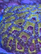 live coral 24K Gold Ring Lord