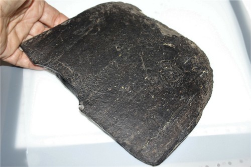 Whitby jet log with ammonite - whitby,
