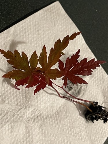 Japanese maple trees - japanese,