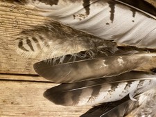 Naturally Moulted Feathers