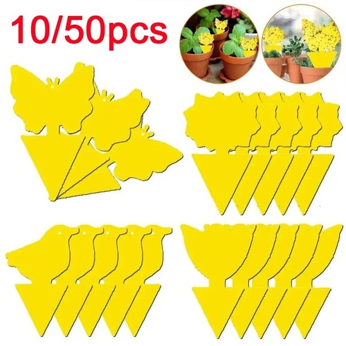 Pcs fruit fly sticky traps - 50,