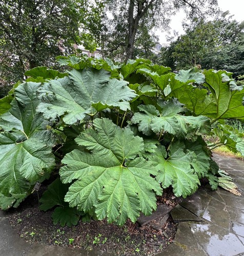 Gunnera manicata seeds giant - manicata,
