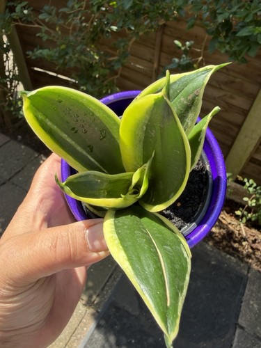 Sansevieria hahnii - sansevieria, ‘hahnii’