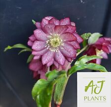 Helleborus orientalis Double