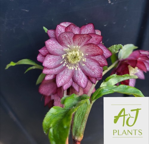 Helleborus orientalis double - helleborus,