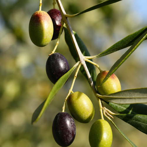 Olea europea frantonio - cv,