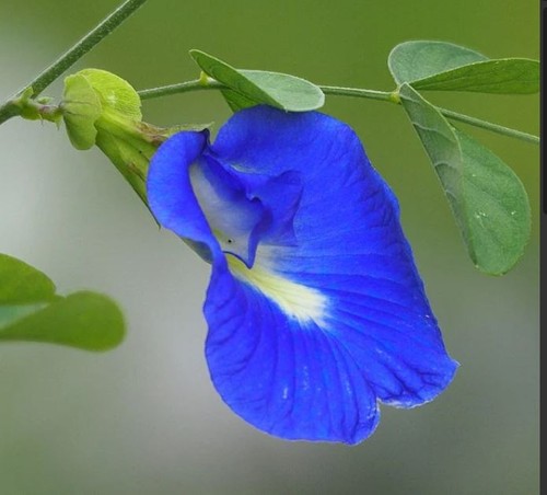 Fast climber butterfly pea - fast,