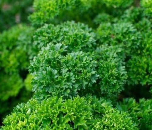 Parsley triple moss curled - parsley,
