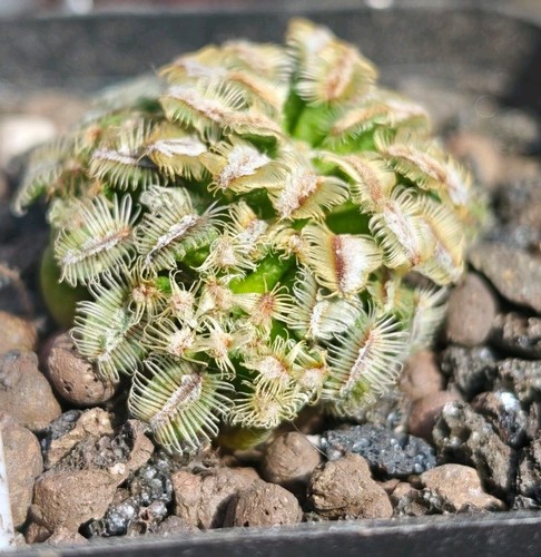 Mammillaria bertholdii rare - bertholdii,