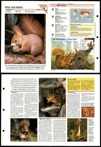 Red squirrel 154 mammals - red,