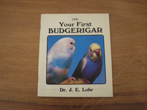 Your first budgerigar - first,