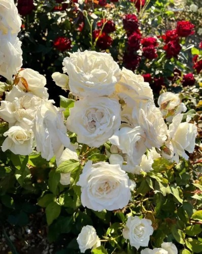 Serenity hybrid tea - -, potted
