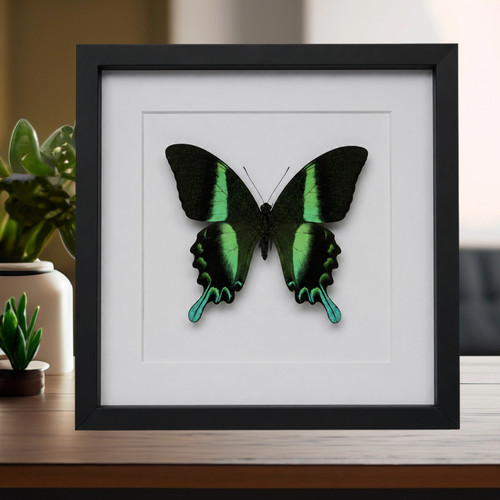 Framed peacock swallowtail - framed,