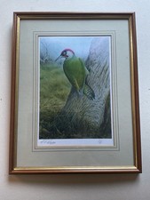 R. David Digby Signed Print - Green Woodpecker - Limited Edition 1 Of 50