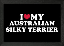 Australian Silky Terrier