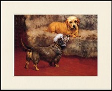 DANDIE DINMONT TERRIER LOVELY LITTLE DOG PRINT MOUNTED READY TO FRAME