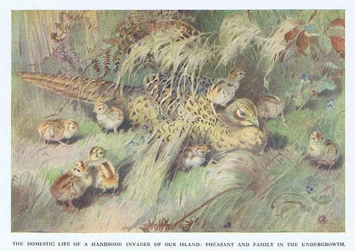 Birds pheasant family - pheasant, the