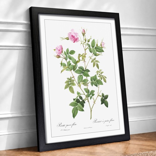 Wild rose pink flowers - rose,