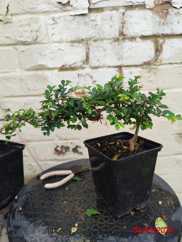 Chinese elm - chinese,