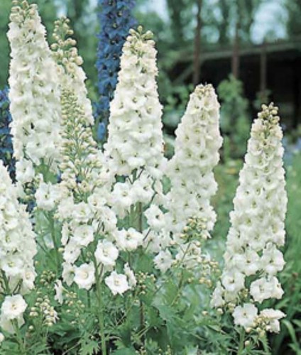 Delphinium pacific giant - pacific,