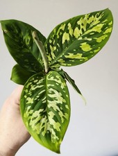 Homalomena Camouflage Pot 6cm