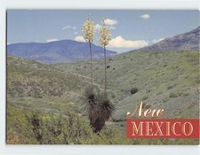 Postcard Century Plant New