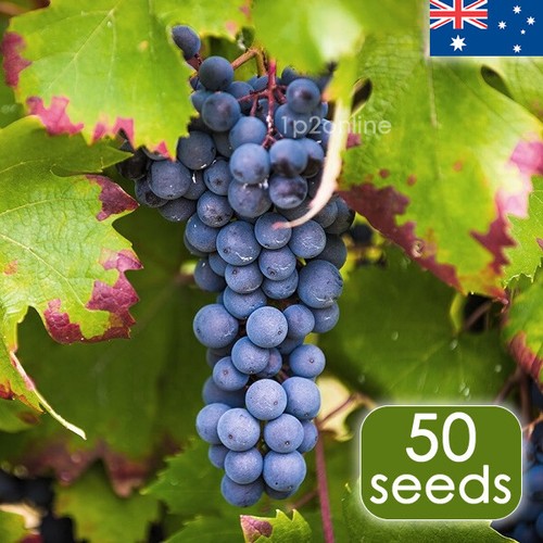 Cabernet sauvignon grape seeds - cabernet,