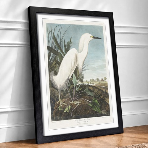 Snowy heron flowers bird john - snowy,